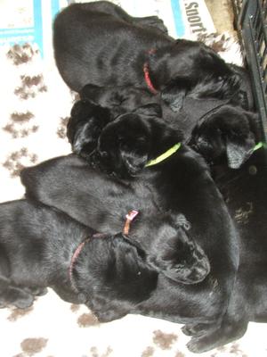 Puppies at 4 and half weeks old