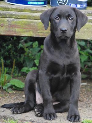 Puddledub Vicunia as a puppy herself