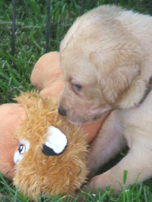 One of the yellow pups at 5 weeks old