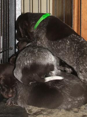 A pile of 4 week old puppies!
