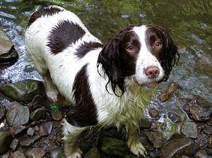 Ellie - Dam