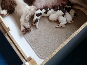 Ellie's Last litter 2015