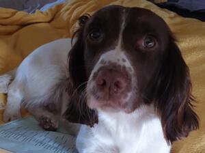 Pippa at home