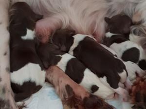 One of our previous litters