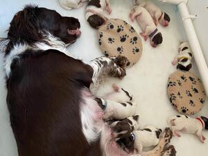 Puppies with Hollie