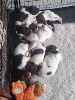 Puppies at 4 weeks old