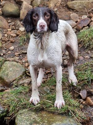 Pippa facial