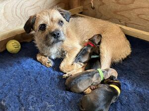 Maggie with her day old pups
