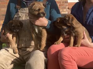 Maggie's first litter, three full brothers 8 weeks
