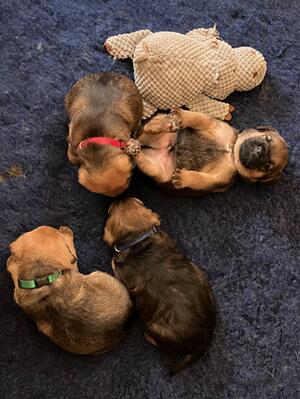 Playful puppies at 4 weeks