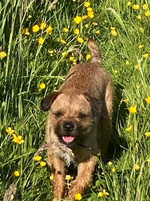 Buttercup fields walk