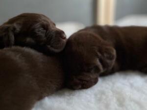 Litter Picture 1