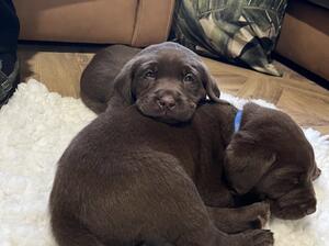 The Litter