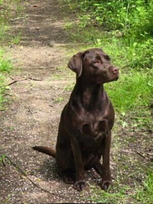 Raisin (Highhouse Saasaig)