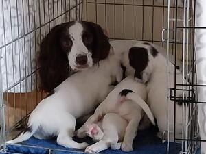 My beautiful girl and her lovely pups