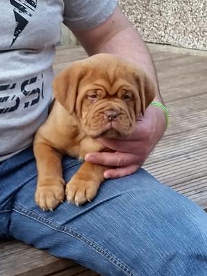 8 week old dogue de bordeaux