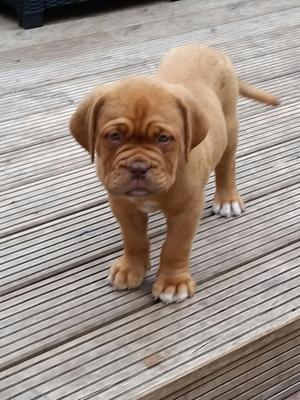 8 week old dogue de bordeaux