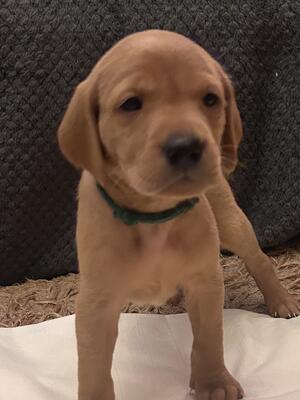 Green collar