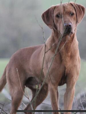 Sire