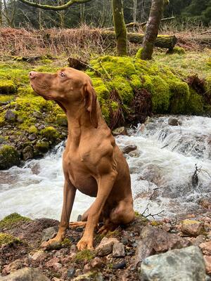 Odin in Ennerdale Valley