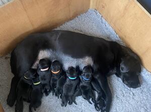 Happy Mum