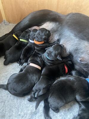 Pups are here