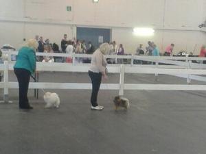 Sisy makes her debut and qualifies for Crufts