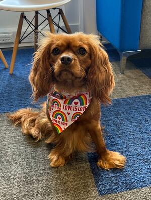 Picture Day at the Office