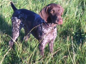 Royal Uisneach German shorthair pointers