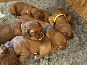 Pups3
