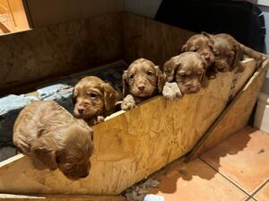Pups2