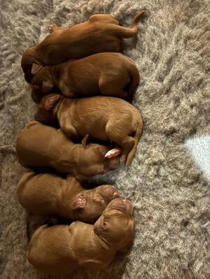 Pups1