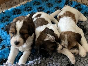 Jack & Lola puppies