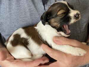 Jack & Lola puppy