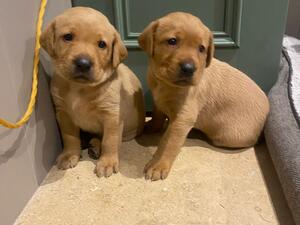 2 boys