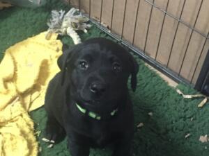 Lovely natured strong dog pup looking for home x