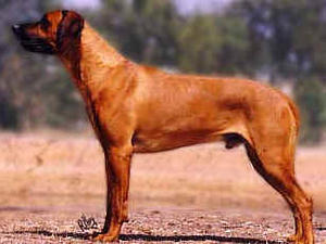 Grand Aust Ch Bearstar Doulen KO ET ROM