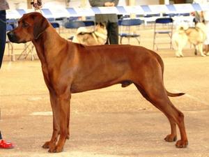 Sire - Ch Veldtkammer Worth Da Hassle