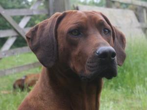 The very Handsome Yogi.