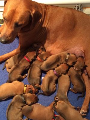 1 Week Old