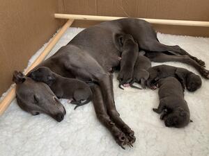 Dogs for Sale
