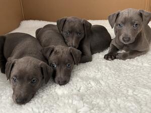 Dogs for Sale