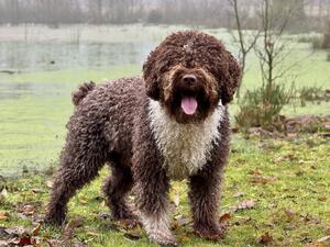 Sh Ch Janamorio Northern Arlo (Arlo Sire)Bob tail