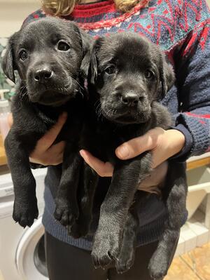 Bitch pups