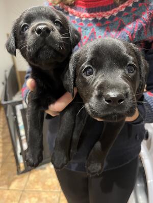 Pups