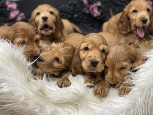 puppies