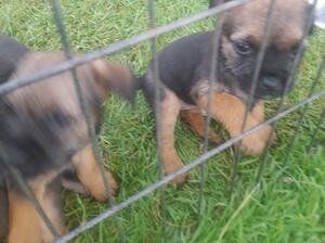 Beautiful pups