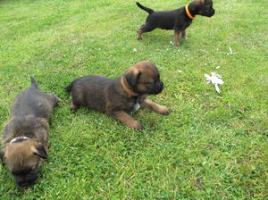 lovely pups