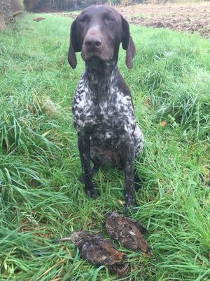champdogs gsp puppies