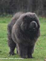 chow chow stud